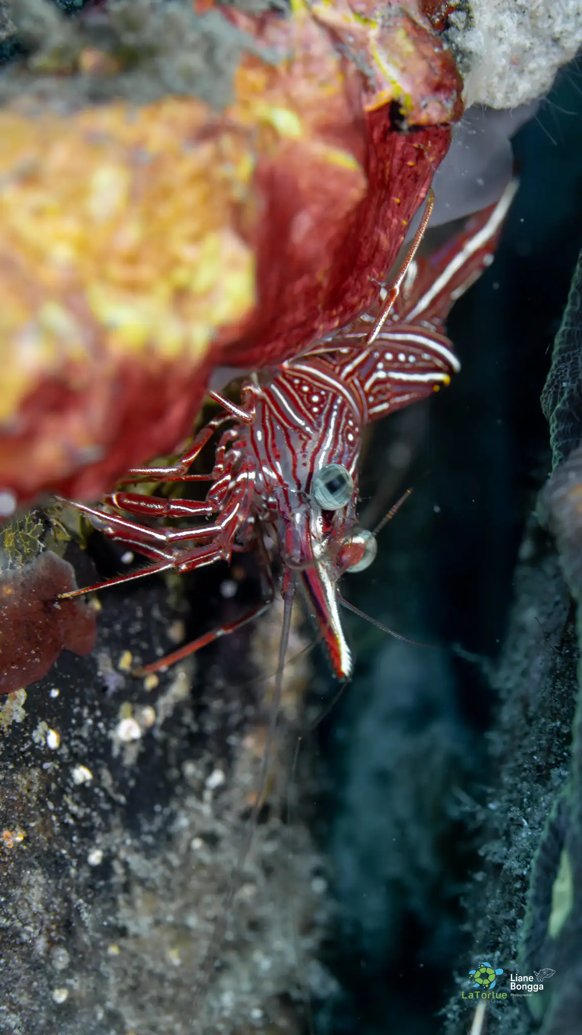 Hingebeak shrimp - District 2 - 18m